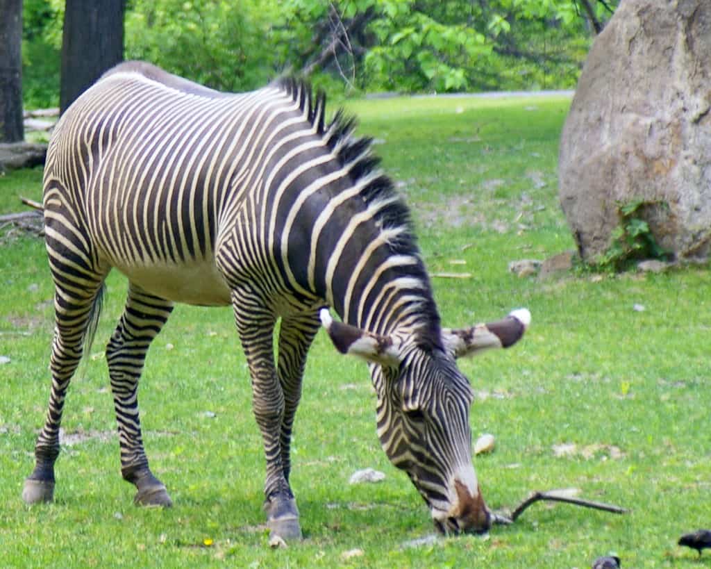 זברה בגן החיות בברונקס