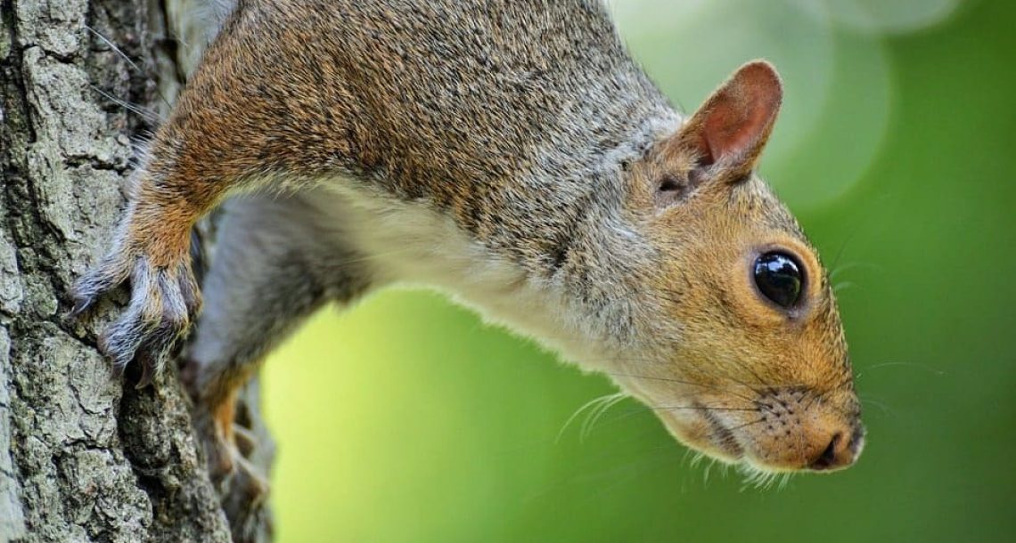 8 אטרקציות בניו יורק שחייבים לבקר בהן עם ילדים